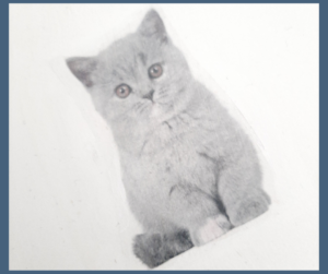 HORLOGE ARTISANALE CHATONS EN BEAUTE – Image 4