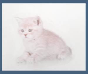 Chat roux et blanc